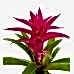 Guzmanya - Pembe Guzmania Gri Lucy