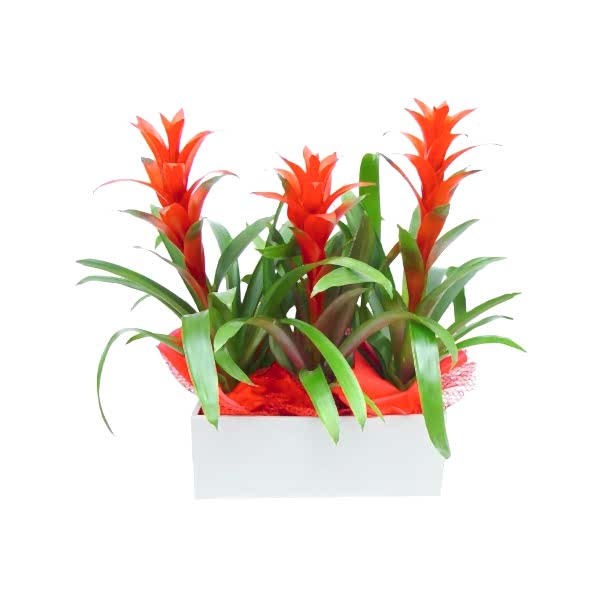 Guzmanya - Guzmania 3lü Tasarım  
