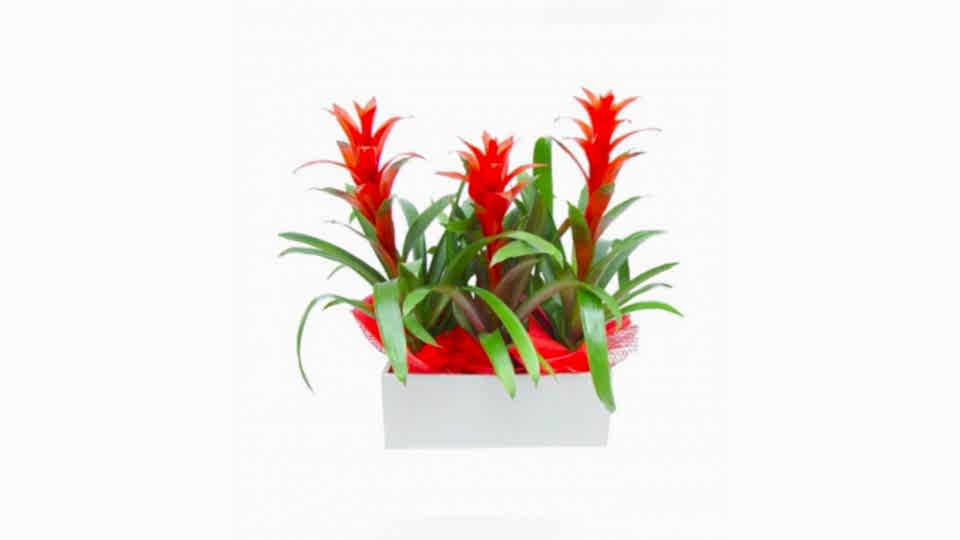 Guzmanya - Guzmania 3lü Tasarım  