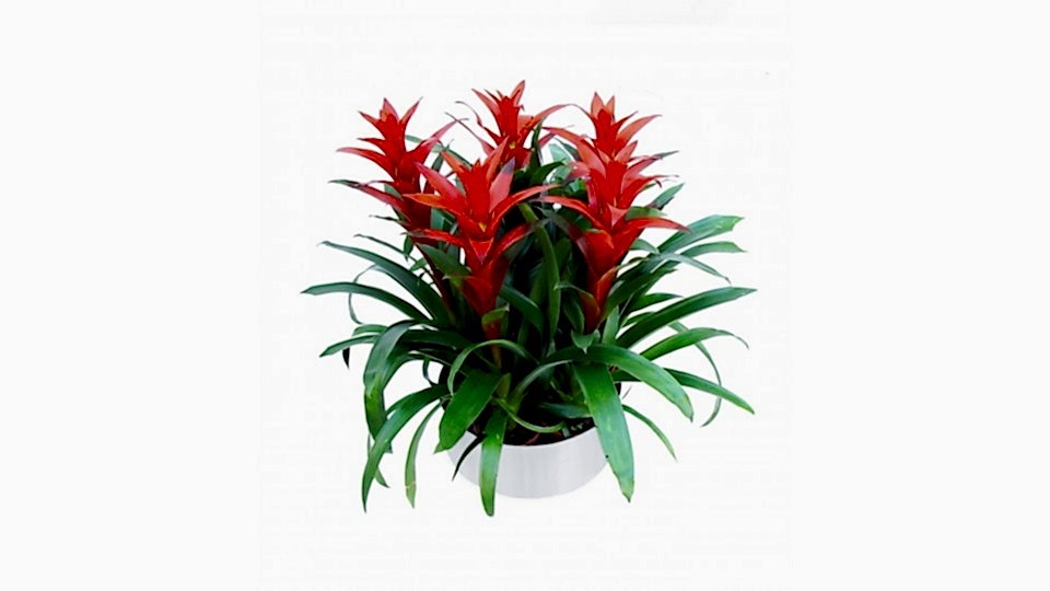 Guzmanya - Guzmania 5 li Tasarım  