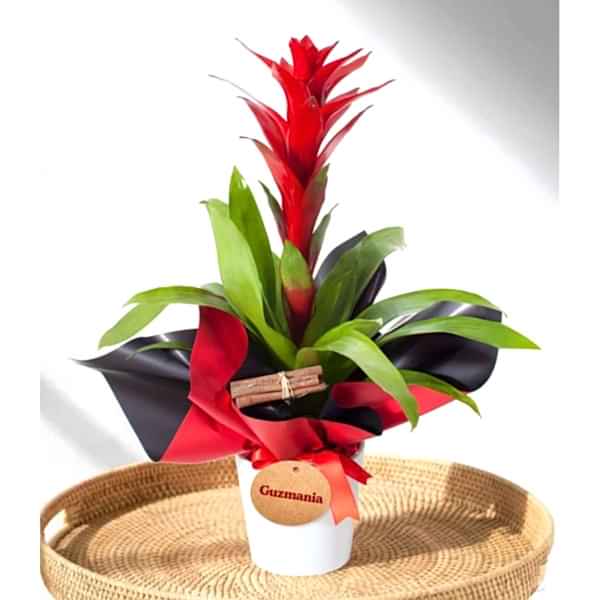 Guzmanya - Guzmania Beyaz Nora 