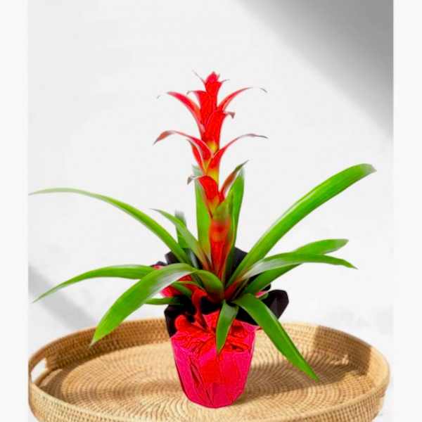 Guzmanya - Guzmania Cherry