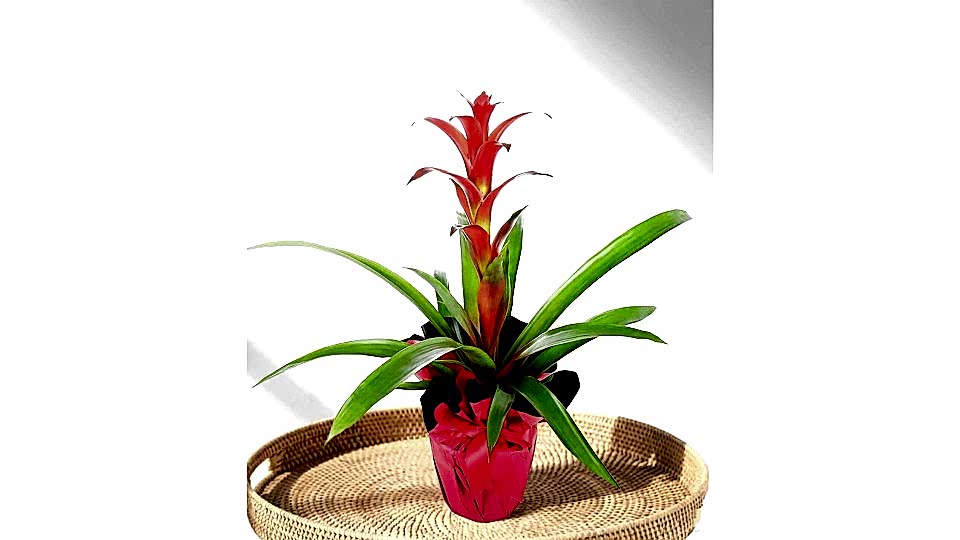 Guzmanya - Guzmania Cherry
