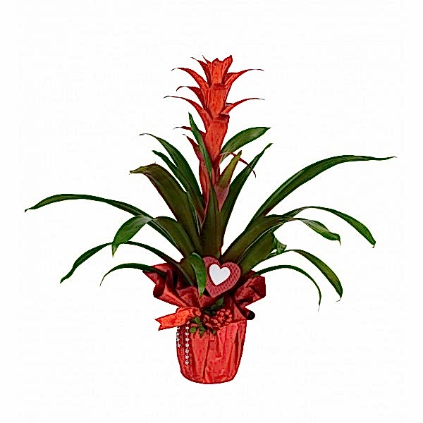 Guzmanya - Guzmania Kokina Tasarım