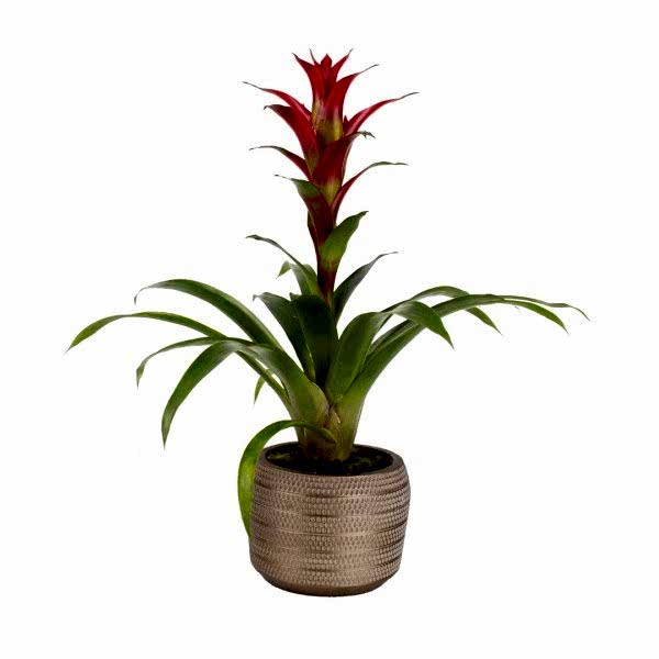 Guzmanya - Kırmızı Guzmania Bakır Lucy