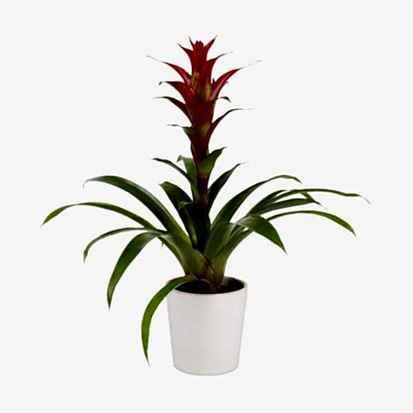 Guzmanya - Kırmızı Guzmania Beyaz Nora