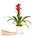 Guzmanya - Kırmızı Guzmania Beyaz Nora