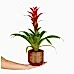 Guzmanya - Kırmızı Guzmania Emma