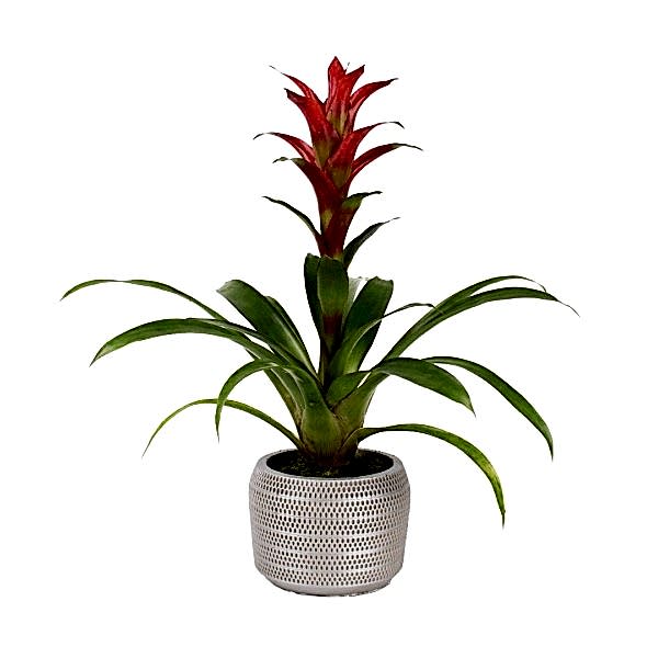 Guzmanya - Kırmızı Guzmania Gri Lucy