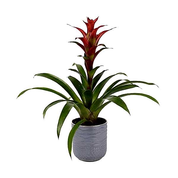 Guzmanya - Kırmızı Guzmania Gri Maya