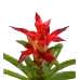 Guzmanya - Kırmızı Guzmania Gri Maya