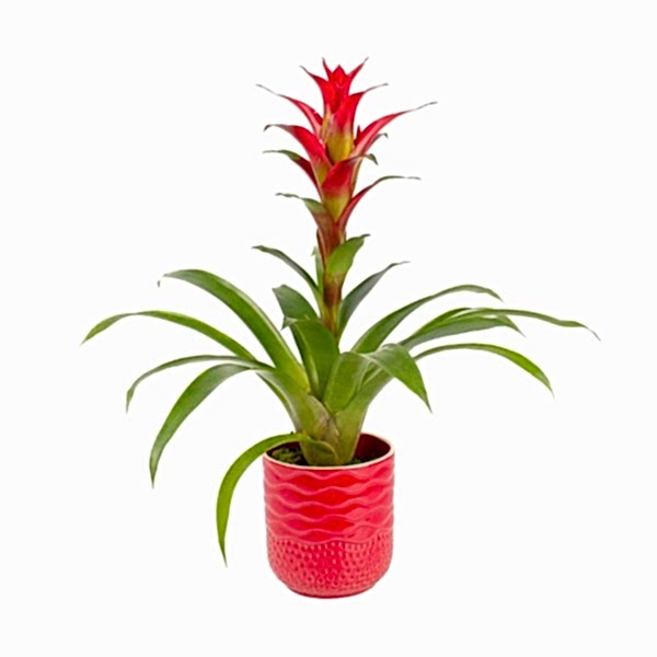 Guzmanya - Kırmızı Guzmania Kırmızı Maya