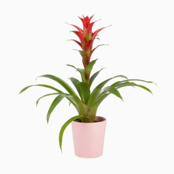 Guzmanya - Kırmızı Guzmania Pembe Nora