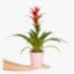 Guzmanya - Kırmızı Guzmania Pembe Nora