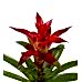 Guzmanya - Kırmızı Guzmania Turuncu Maya