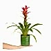 Guzmanya - Kırmızı Guzmania Yeşil Maya