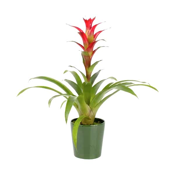 Guzmanya - Kırmızı Guzmania Yeşil Nora