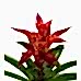 Guzmanya - Kırmızı Guzmania Yeşil Nora