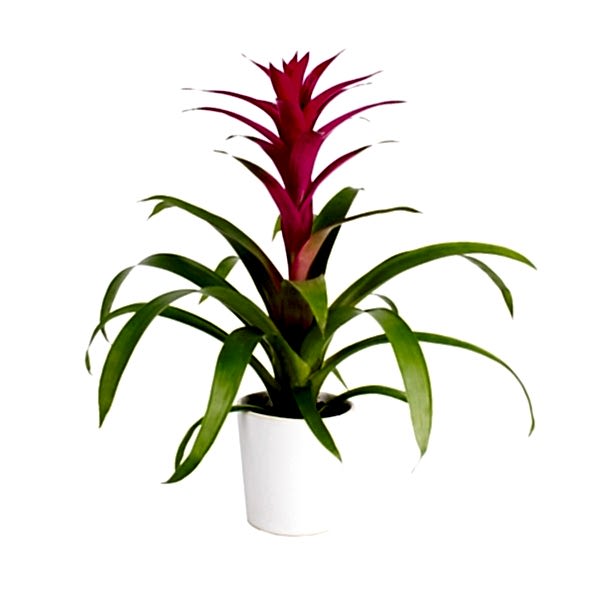 Guzmanya - Pembe Guzmania Beyaz Nora