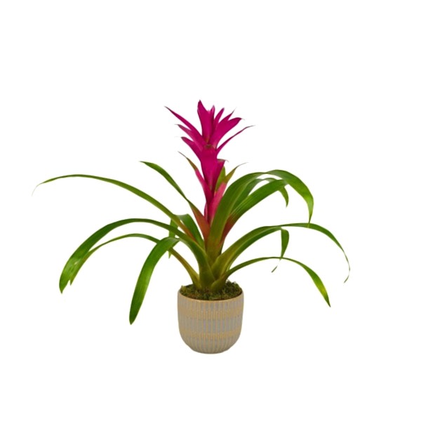 Guzmanya - Pembe Guzmania Mavi Seramik 
