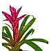 Guzmanya - Pembe Guzmania Mavi Seramik