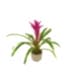 Guzmanya - Pembe Guzmania Mavi Seramik