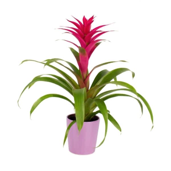 Guzmanya - Pembe Guzmania Mor Nora