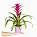 Guzmanya - Pembe Guzmania Mor Nora