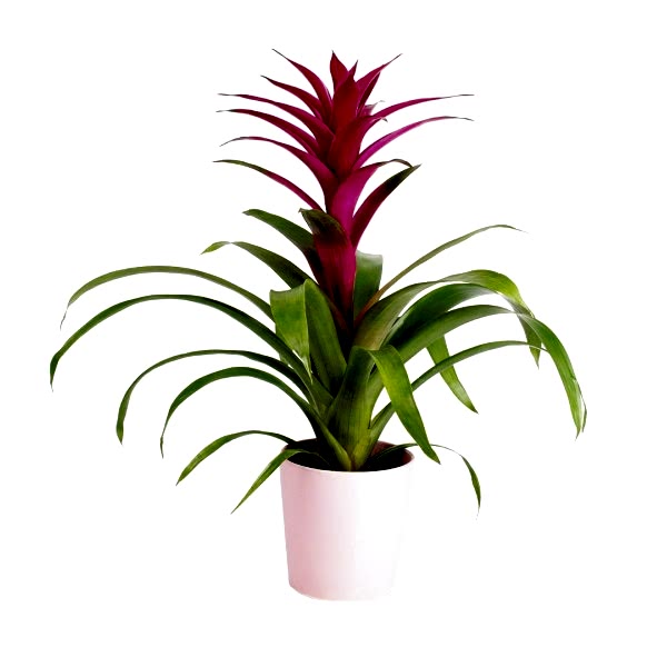 Guzmanya - Pembe Guzmania Pembe Nora
