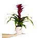 Guzmanya - Pembe Guzmania Pembe Nora