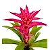 Guzmanya - Pembe Guzmania Pembe Nora