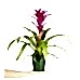 Guzmanya - Pembe Guzmania Yeşil Nora