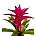Guzmanya - Pembe Guzmania Yeşil Nora