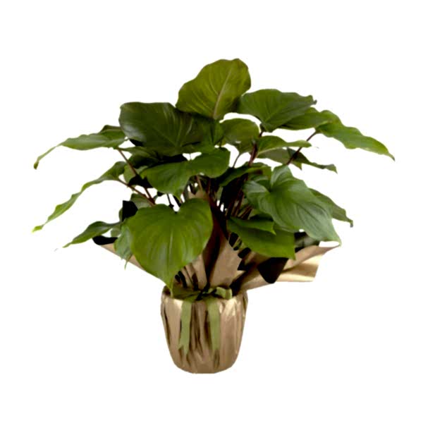 Homalomena Rubescens Maggy 