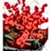 Ilex Buketi - Marie