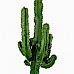 Kaktüs - Euphorbia İngens