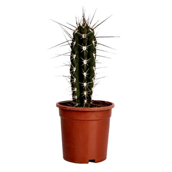 Kaktüs - Stetsonia Coryne 