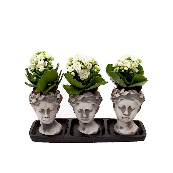 Kalanşo - Beyaz Kalanchoe Helen
