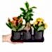 Kalanşo - Bonsai Trio Set