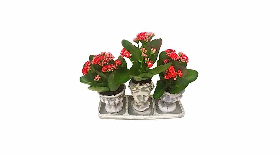 Kalanşo - Kalanchoe Helen Kupa