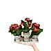 Kalanşo - Kalanchoe Helen Kupa