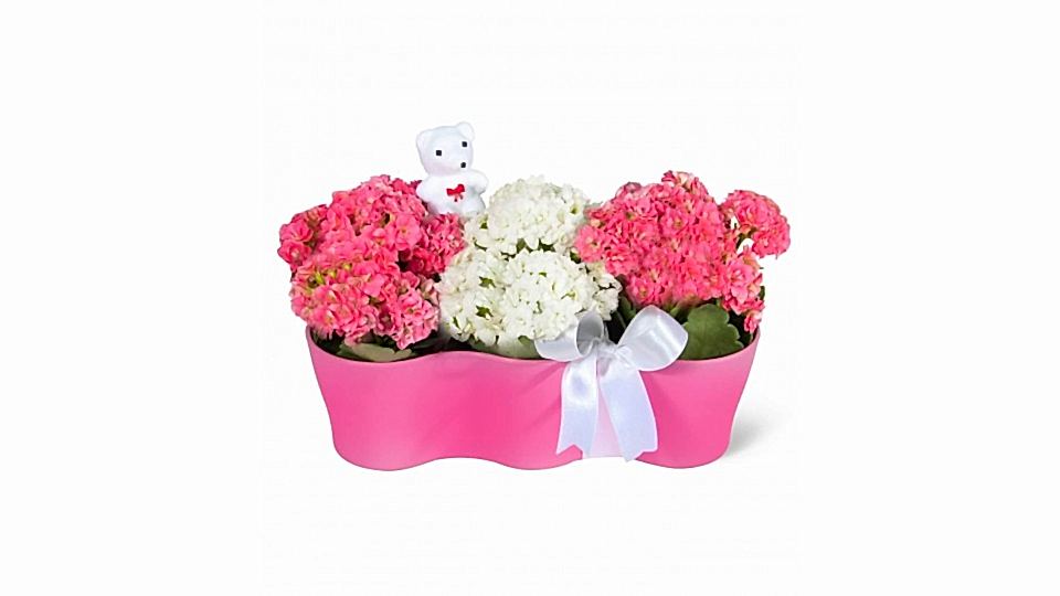 Kalanşo - Kalanchoe Pembe 3lü Set  