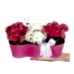 Kalanşo - Kalanchoe Pembe 3lü Set