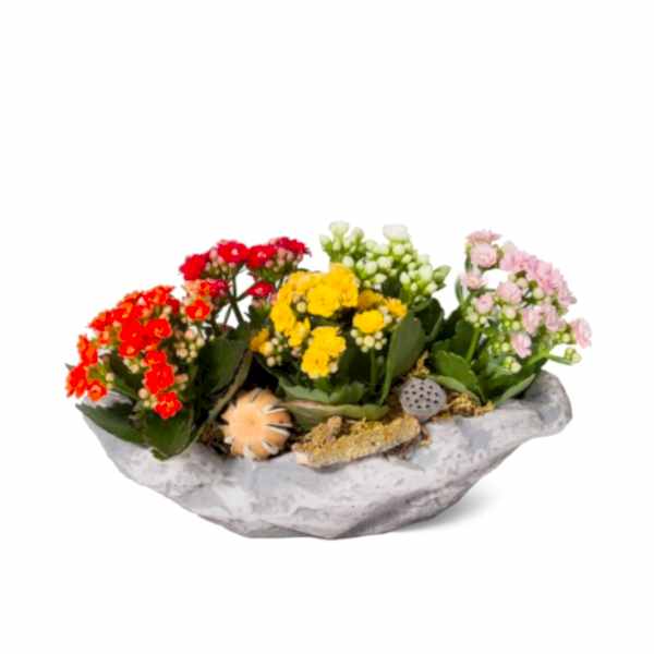 Kalanşo - Kalanchoe Renkli 5li Set