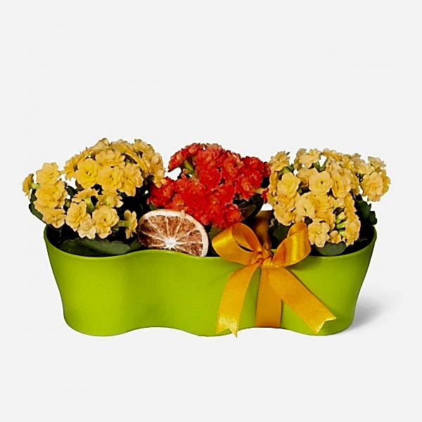 Kalanşo - Kalanchoe Yeşil 3lü Set