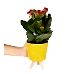 Kalanşo - Kırmızı Kalanchoe Sarı Zoe