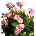 Kalanşo - Pembe Kalanchoe Beyaz Zoe
