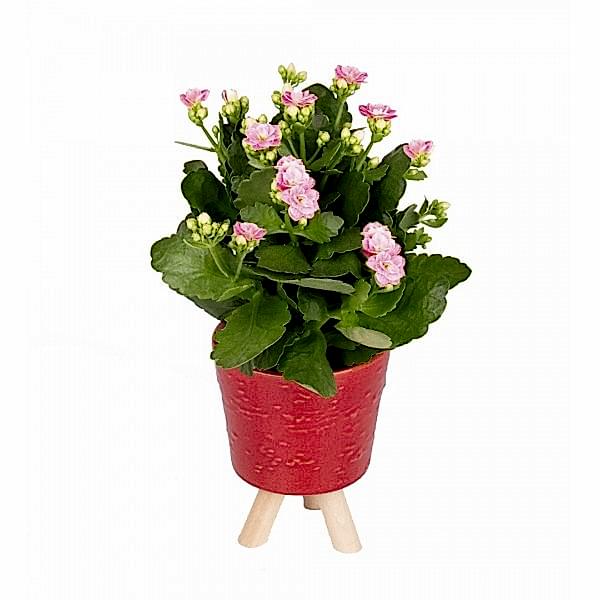 Kalanşo - Pembe Kalanchoe Kırmızı Zoe 