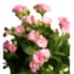 Kalanşo - Pembe Kalanchoe Mavi Zoe