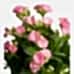 Kalanşo - Pembe Kalanchoe Sarı Zoe